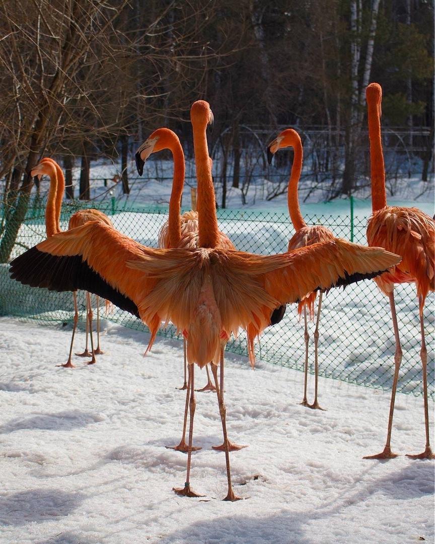 Фото Красные Фламинго из Новосибирского зоопарка вышли на первую весеннюю прогулку 2